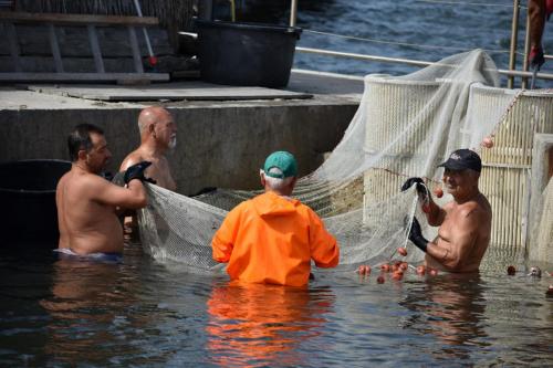 L'ORO DI CABRAS - pesca